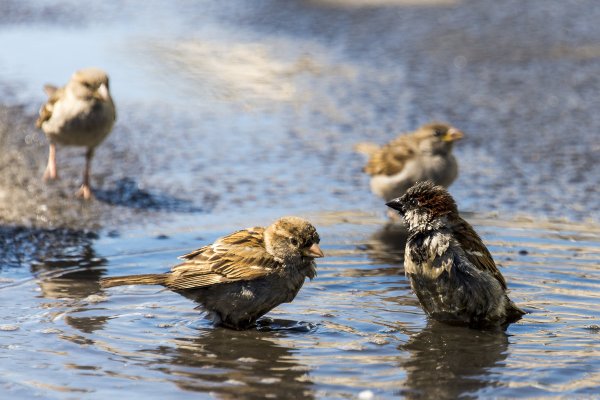 Птицы купаются