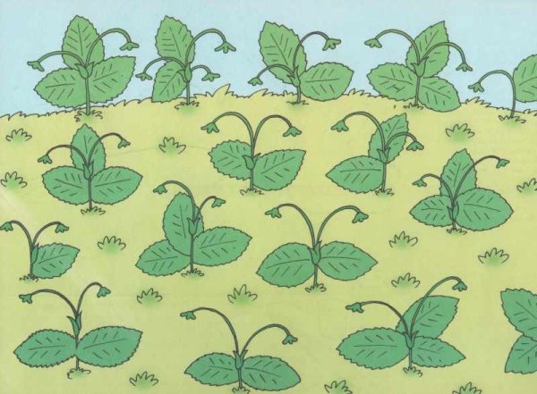 Занятие для детей ягоды