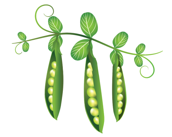 Горох на ветке