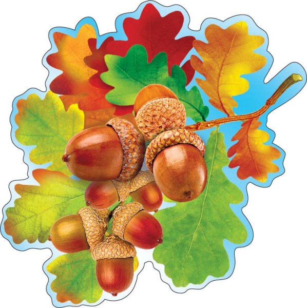 Дубовая ветка с желудями