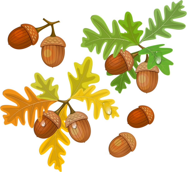 Осенние желуди