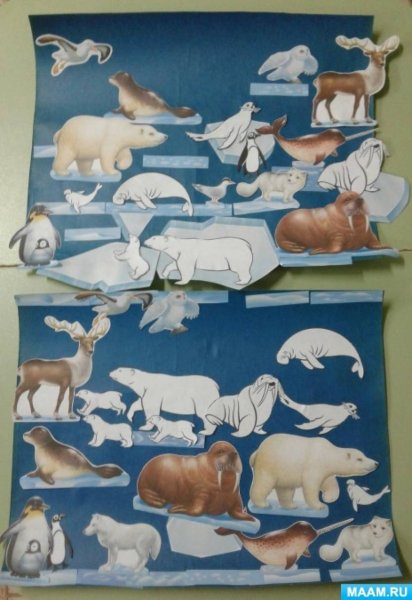 Животные севера старшая группа