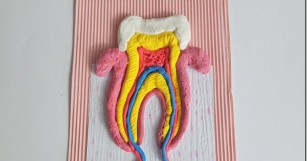 Макет зуба для детей