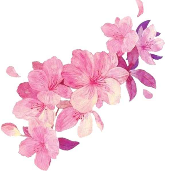 Цветы без фона