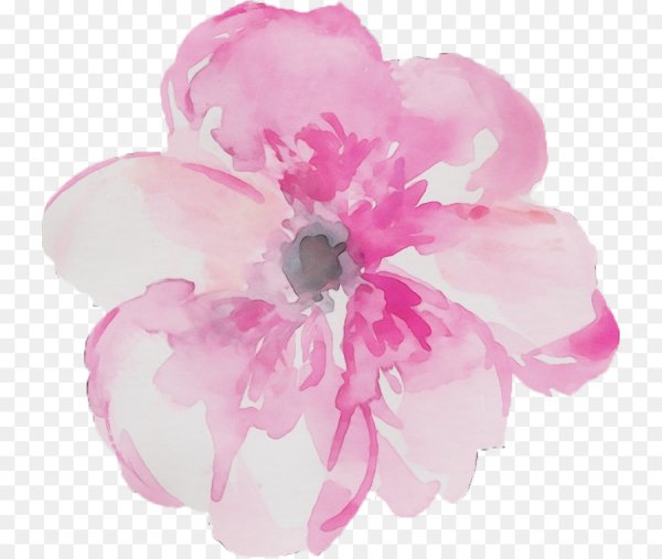 Акварельные цветы на прозрачном фоне