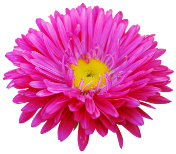 Хризантема Астро