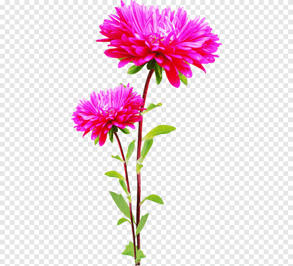 Астры на прозрачном фоне