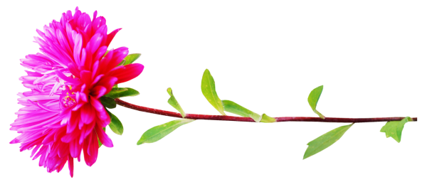 Цветок Астра.