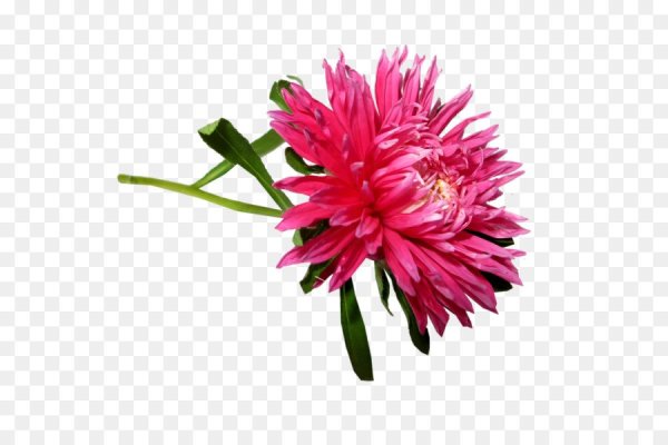 Астра на белом фоне