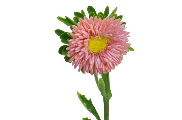 Астра срезка