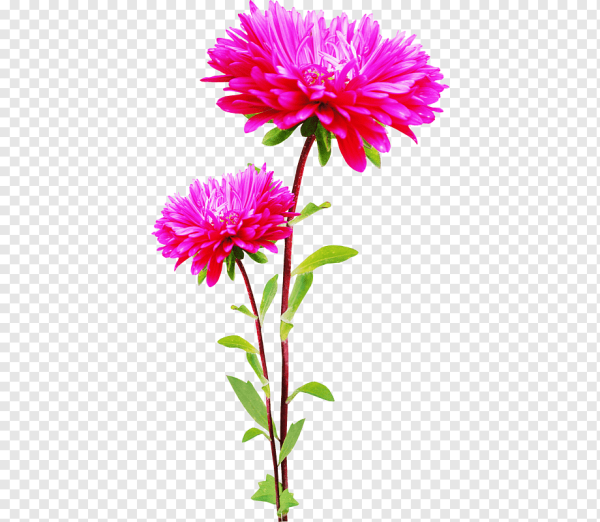 Астра стебель