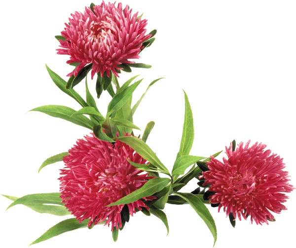 Астра на белом фоне