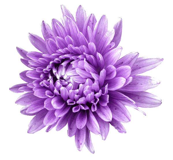 Астра на белом фоне