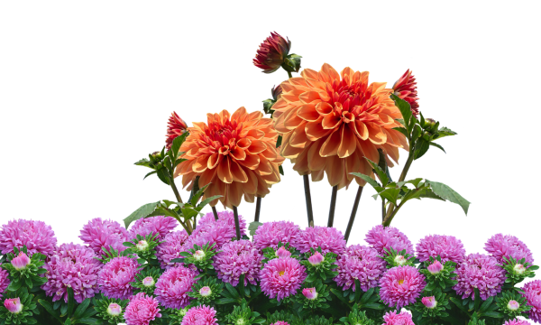 Георгины на белом фоне