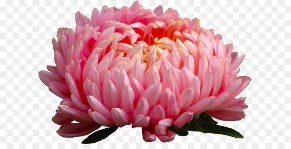 Цветок хризонтемына белом фоне