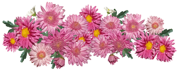 Хризантема розовый ангел