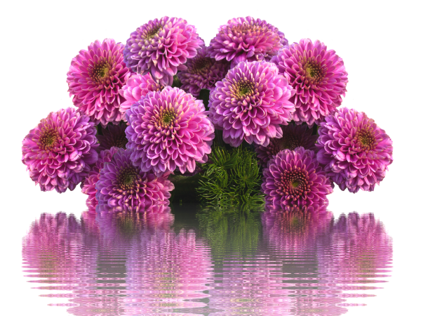 Георгины сиреневые