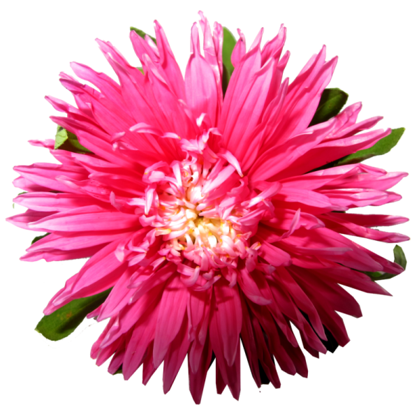 Букет астр на прозрачном фоне