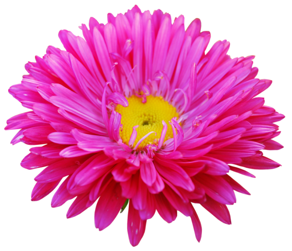 Цветы на прозрачном фоне