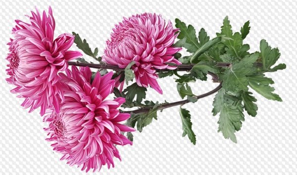 Астра для детей