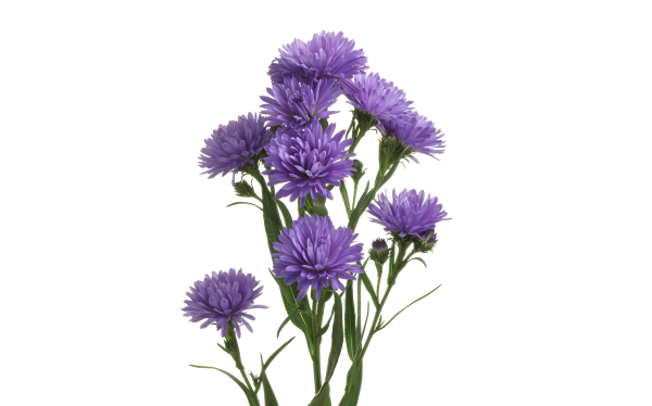 Астра цветок на белом фоне