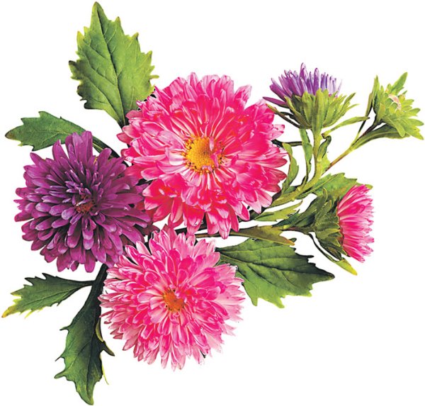 Астра на белом фоне