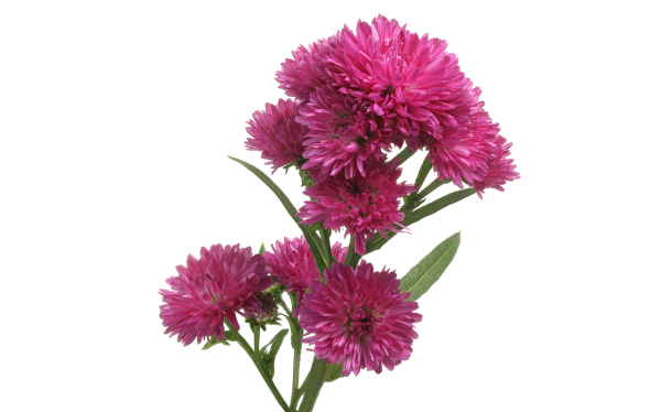 Астер Flash (флэш)