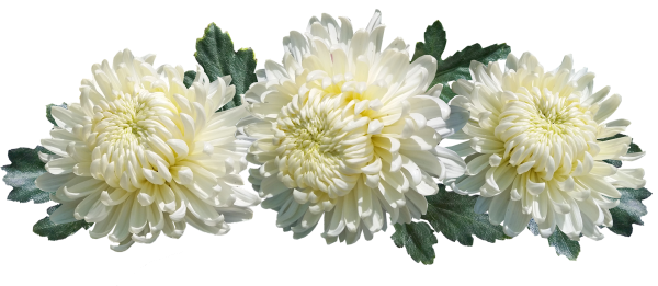 Хризантема балерина