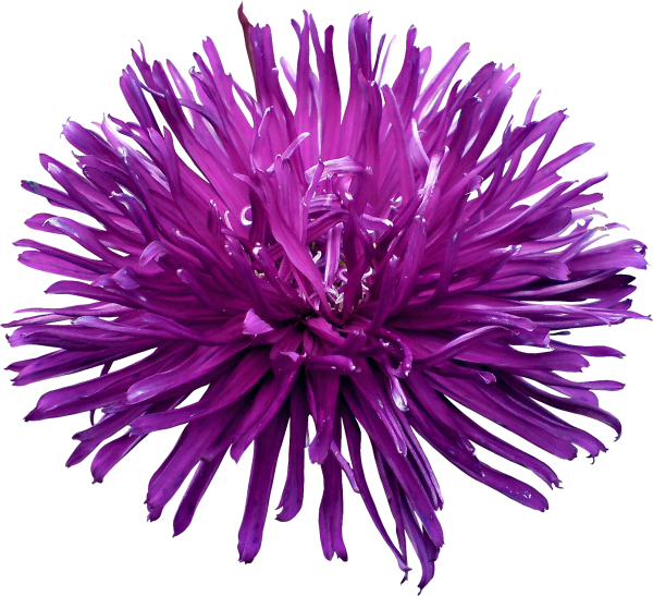 Коралл Хризантема фиолетовый