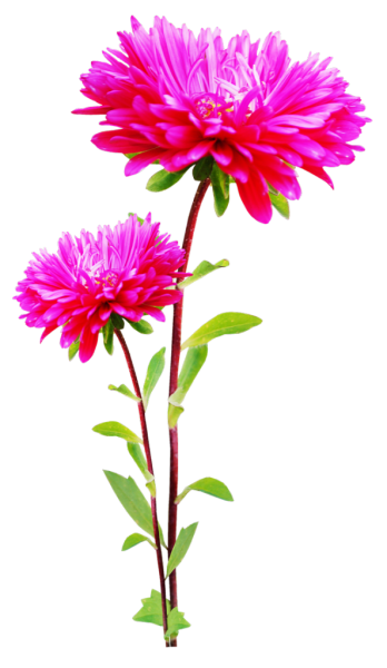 Астра стебель