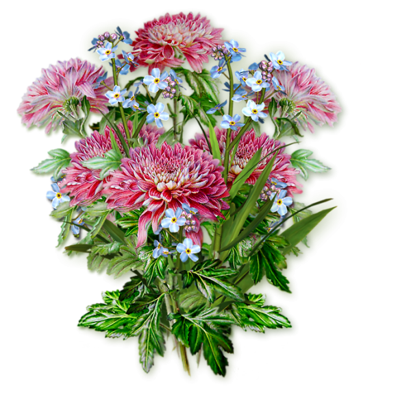 Цветок Астра.