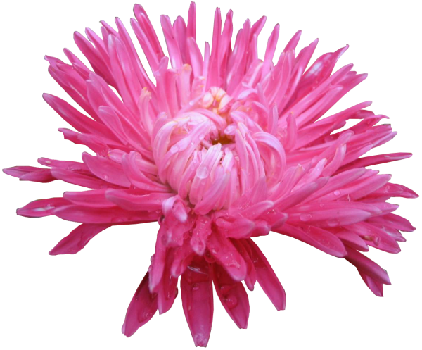 Розовые хризантемы на белом фоне