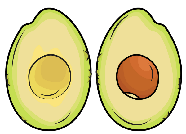 Авокадо рисунок для детей