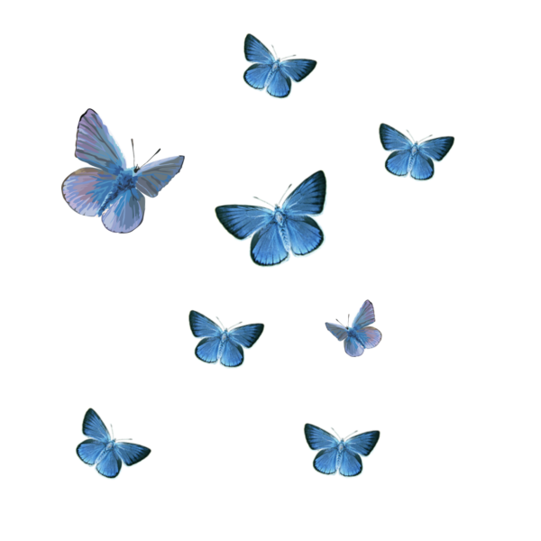 Синие бабочки на прозрачном фоне