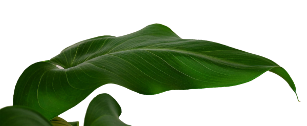 Листья зеленые длинные