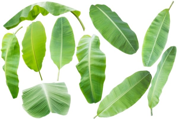 Листья банана на белом фоне