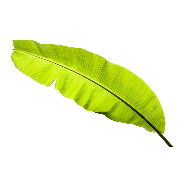 Листья банана
