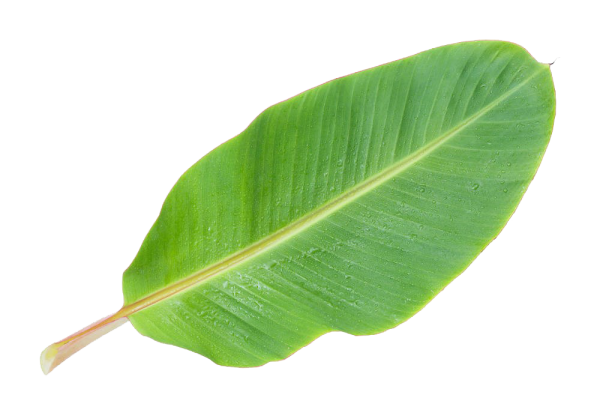 Листья isolated