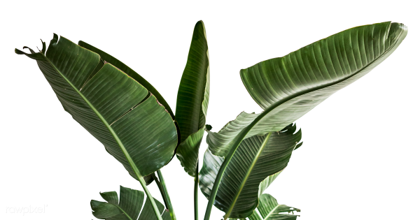 Банановые листья на белом фоне