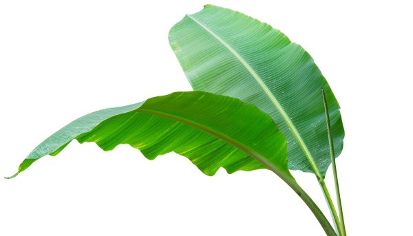 Листья банановой пальмы на белом фоне