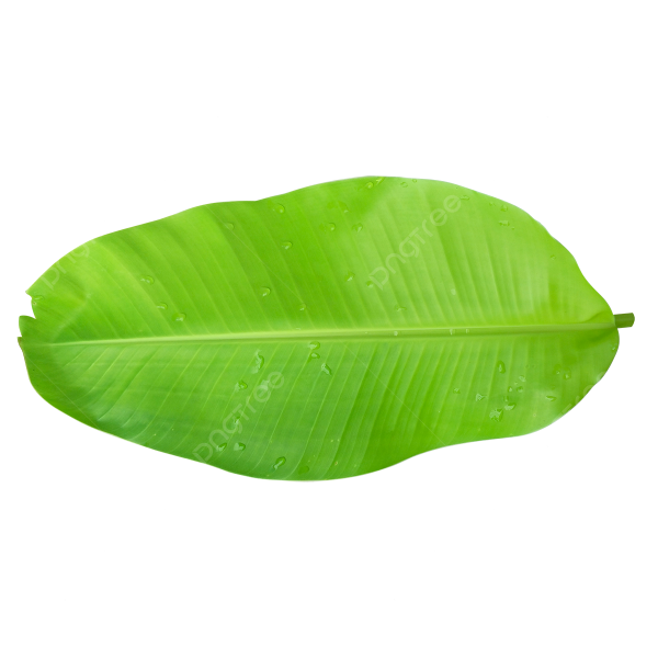 Листья бананового дерева