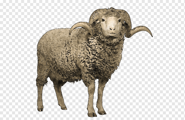 Баран на белом фоне