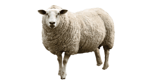 Овца на белом фоне