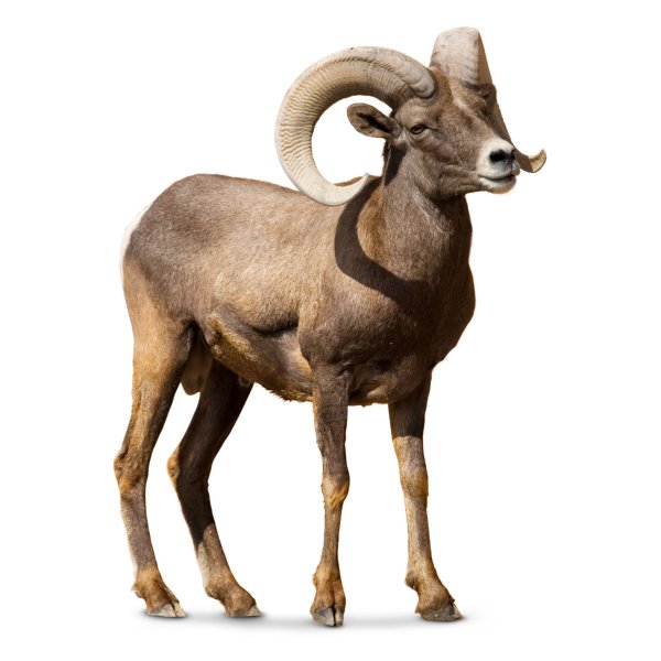 Коза аргали