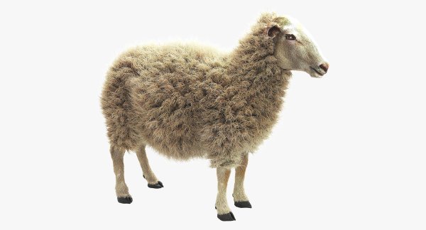 Белая овца