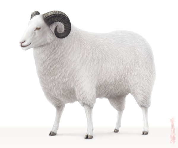 Белый баран