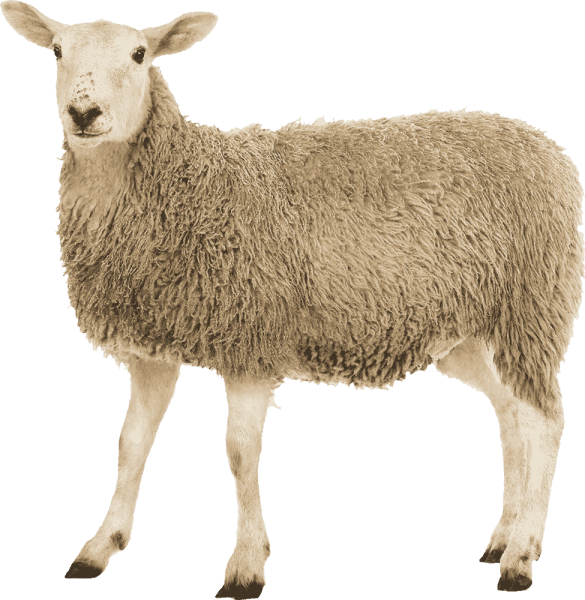 Овца на белом фоне