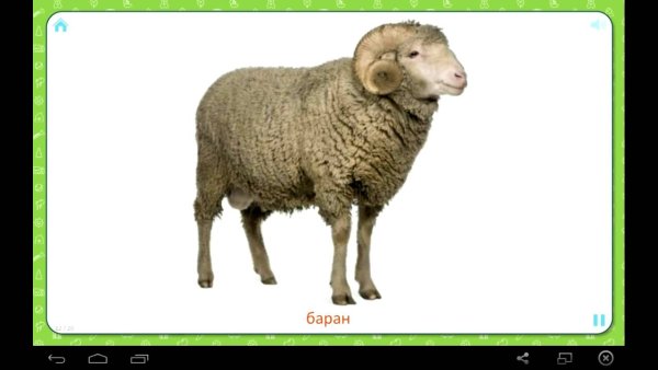 Баран на прозрачном фоне