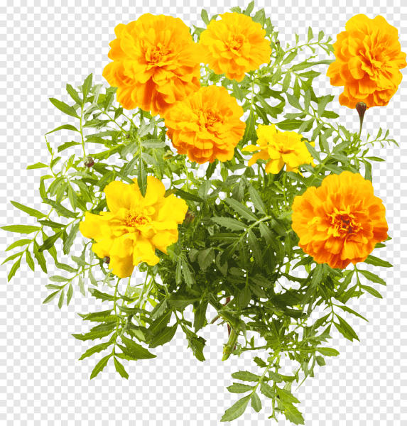 Бархатцы для фотошопа