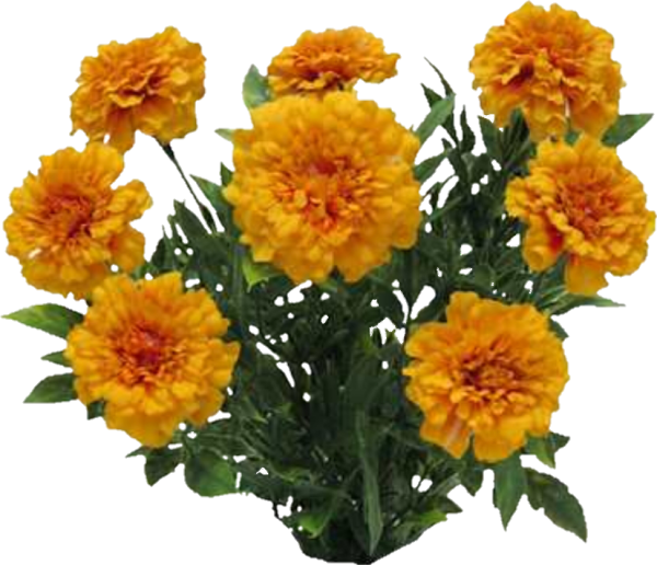 Чернобривцы цветы